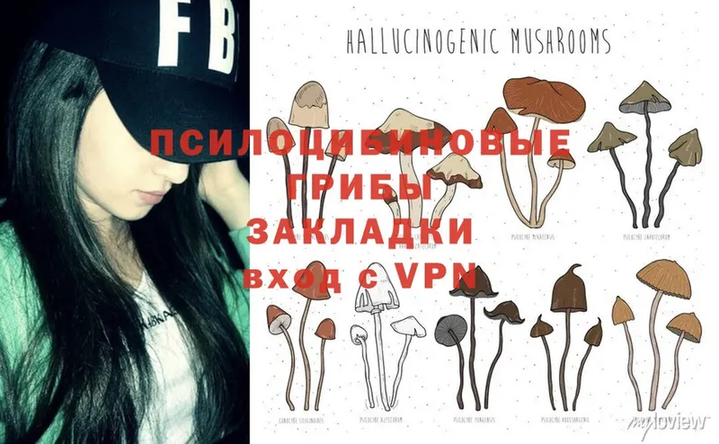 закладки  Дубна  Псилоцибиновые грибы Psilocybine cubensis 